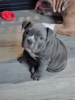 Tonka, a female American Bully for sale in Sebring, FL – 4 of 4