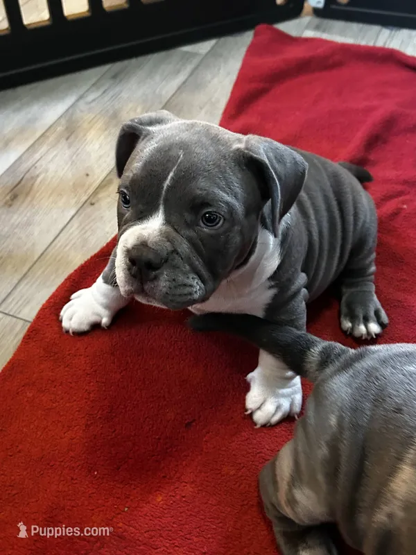 champ  – American Bully puppy for sale in Sebring, FL