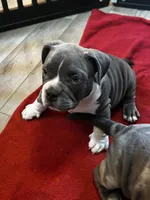 champ , a male American Bully for sale in Sebring, FL – 1 of 3
