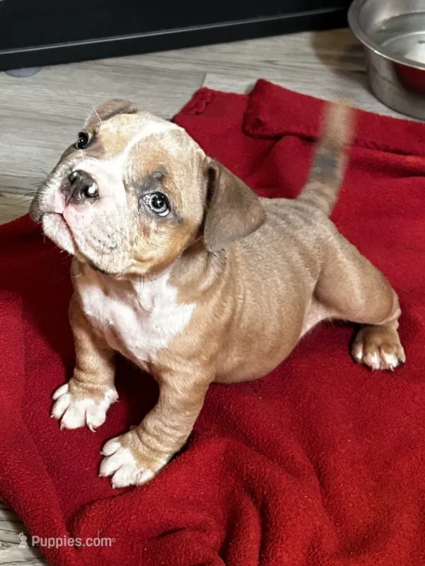 Peanut  – American Bully puppy for sale in Sebring, FL