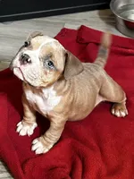 Peanut , a male American Bully for sale in Sebring, FL – 1 of 2