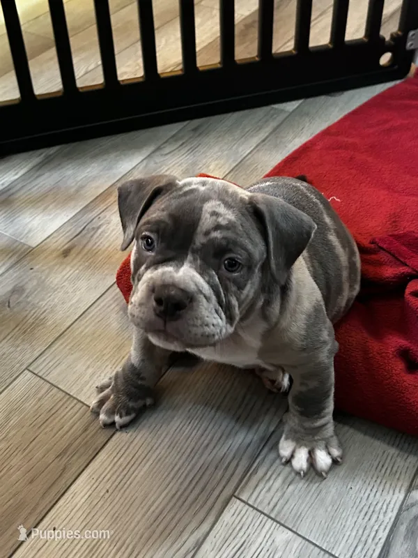 ace – American Bully puppy for sale in Sebring, FL