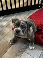 ace, a male American Bully for sale in Sebring, FL – 1 of 2