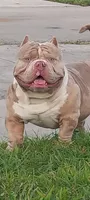 Tonka, a female American Bully for sale in Sebring, FL – 3 of 4