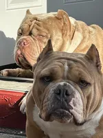 ace, a male American Bully for sale in Sebring, FL – 2 of 2