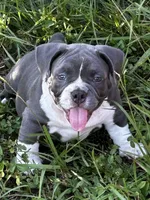 champ , a male American Bully for sale in Sebring, FL – 3 of 3