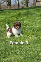 Female 6, a female Havanese for sale in Sugarcreek, OH – Photo 3 of 5