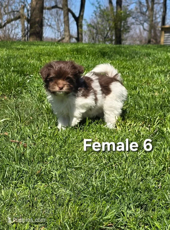 Female 6 – Havanese puppy for sale in Sugarcreek, OH