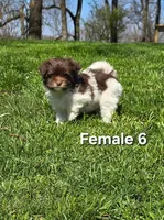 Female 6, a female Havanese for sale in Sugarcreek, OH – Photo 1 of 5