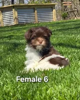 Female 6, a female Havanese for sale in Sugarcreek, OH – Photo 2 of 5