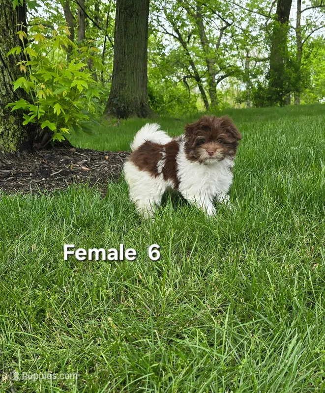 Female 6 – Havanese puppy for sale in Sugarcreek, OH