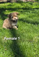 Female 1, a female Havanese for sale in Sugarcreek, OH – Photo 2 of 5