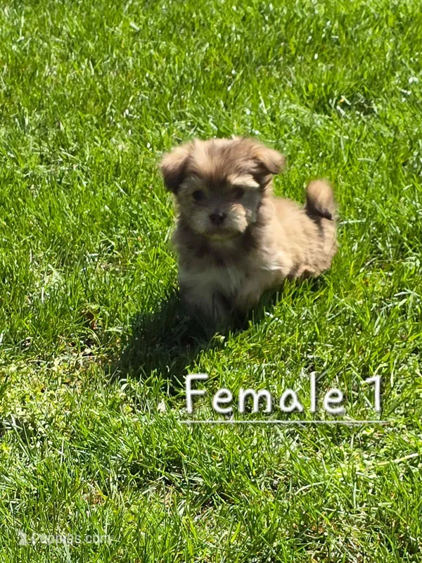 Female 1 – Havanese puppy for sale in Sugarcreek, OH