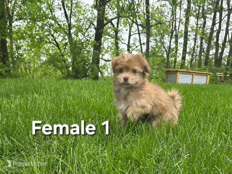 Female 1 – Havanese puppy for sale in Sugarcreek, OH