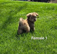 Female 1, a female Havanese for sale in Sugarcreek, OH – Photo 3 of 5