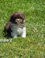 Male 2, a male Havanese for sale in Sugarcreek, OH – Photo 3 of 6