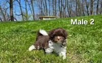 Male 2, a male Havanese for sale in Sugarcreek, OH – Photo 2 of 6
