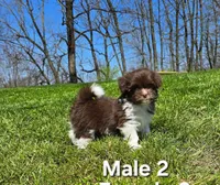 Male 2, a male Havanese for sale in Sugarcreek, OH – Photo 4 of 6