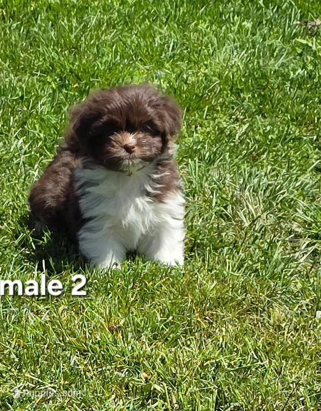 Male 2 – Havanese puppy for sale in Sugarcreek, OH