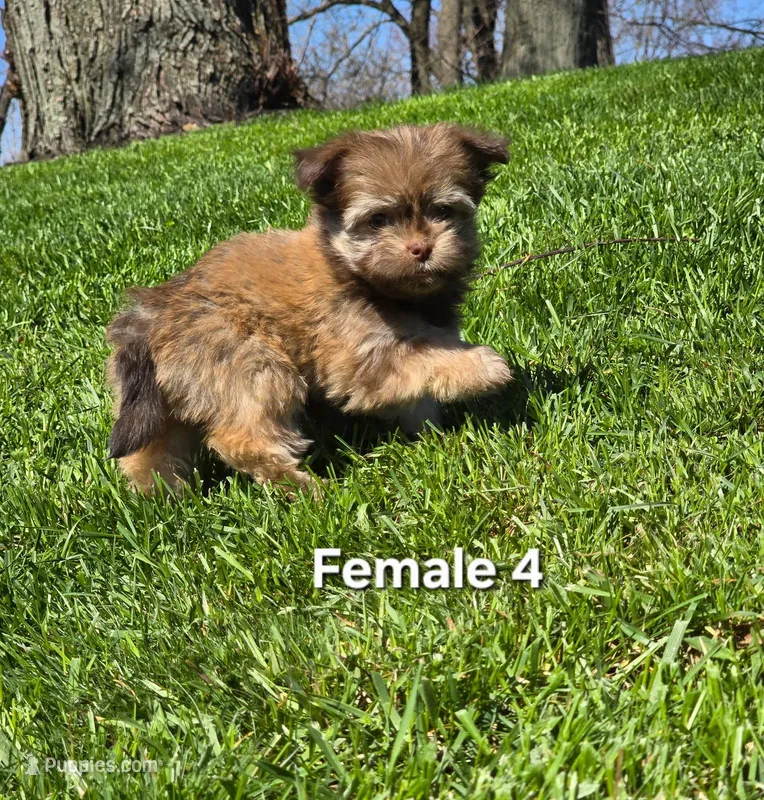Female 4 – Havanese puppy for sale in Sugarcreek, OH