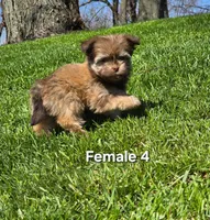 Female 4, a female Havanese for sale in Sugarcreek, OH – Photo 1 of 5