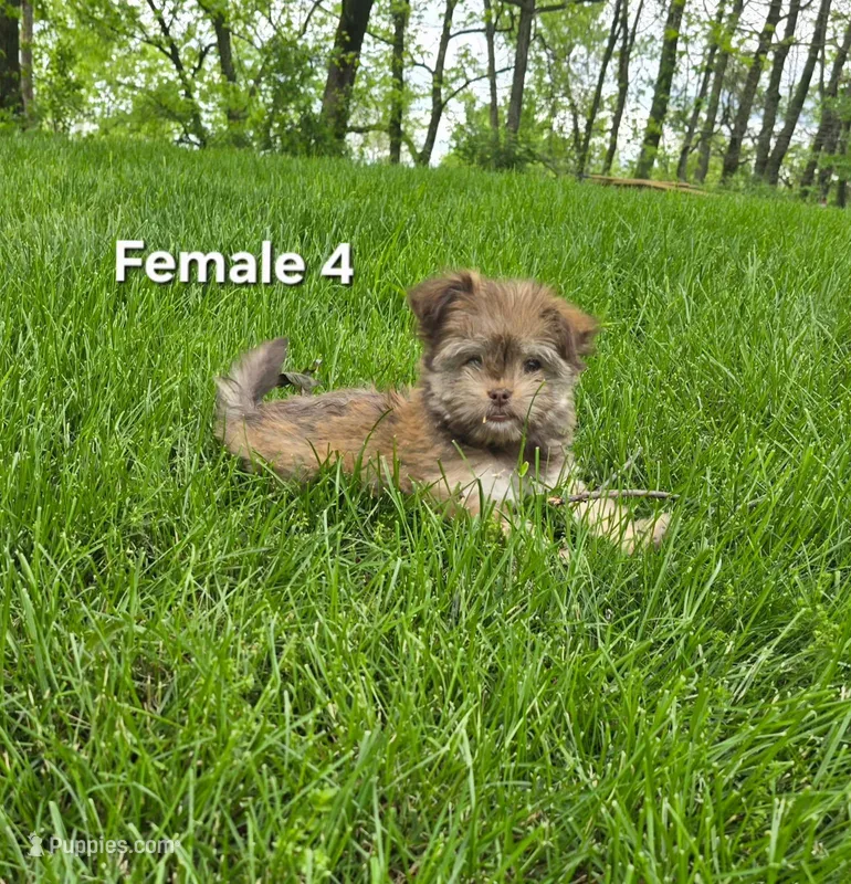 Female 4 – Havanese puppy for sale in Sugarcreek, OH