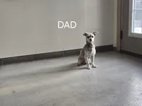 Female 3, a female Havanese for sale in Sugarcreek, OH – Photo 6 of 6