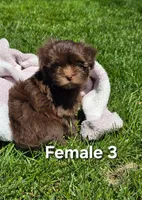 Female 3, a female Havanese for sale in Sugarcreek, OH – Photo 3 of 6