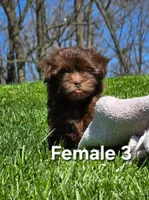 Female 3, a female Havanese for sale in Sugarcreek, OH – Photo 2 of 6
