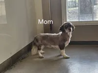 Female 3, a female Havanese for sale in Sugarcreek, OH – Photo 5 of 6