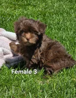 Female 3, a female Havanese for sale in Sugarcreek, OH – Photo 1 of 6