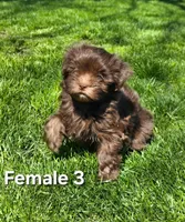 Female 3, a female Havanese for sale in Sugarcreek, OH – Photo 4 of 6