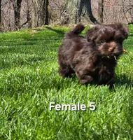 Female 5, a female Havanese for sale in Sugarcreek, OH – Photo 2 of 5