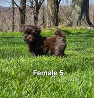 Female 5, a female Havanese for sale in Sugarcreek, OH – Photo 3 of 5