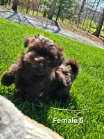 Female 5, a female Havanese for sale in Sugarcreek, OH – Photo 1 of 5
