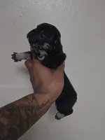 Jax, a male French Bulldog for sale in Connecticut Farms, NJ – 1 of 1