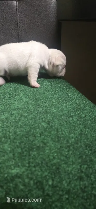 Bright  – French Bulldog puppy for sale in New York, NY