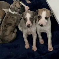 processed/87a1fdf3-7090-4c2a-be49-adca8dd1d216/facility/41e49001-b638-46d2-9d39-f0035f9844d6