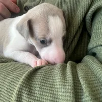 Sage, a female Whippet for sale in Copper Canyon, TX – Photo 3 of 5