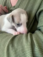 processed/87a1fdf3-7090-4c2a-be49-adca8dd1d216/listing/6ceeb9c2-56e6-4e88-98cf-7df0a79cb2d1/3c418048-2699-476c-83c1-6f84e0177e64