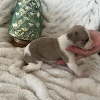 Sage, a female Whippet for sale in Copper Canyon, TX – Photo 2 of 5