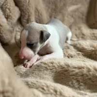 Sage, a female Whippet for sale in Copper Canyon, TX – Photo 5 of 5