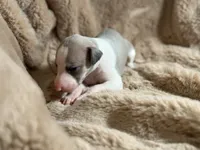 processed/87a1fdf3-7090-4c2a-be49-adca8dd1d216/listing/6ceeb9c2-56e6-4e88-98cf-7df0a79cb2d1/4278320c-59eb-4809-a5ec-8f5ba78089c1