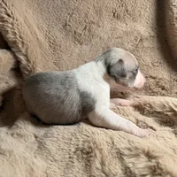 Sage, a female Whippet for sale in Copper Canyon, TX – Photo 4 of 5