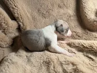 processed/87a1fdf3-7090-4c2a-be49-adca8dd1d216/listing/6ceeb9c2-56e6-4e88-98cf-7df0a79cb2d1/5a95725c-811c-4d98-bb68-2c77bf4752c5