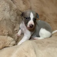 Aristotle "Aris", a male Whippet for sale in Copper Canyon, TX – Photo 8 of 10