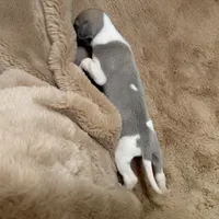 Aristotle "Aris", a male Whippet for sale in Copper Canyon, TX – Photo 10 of 10