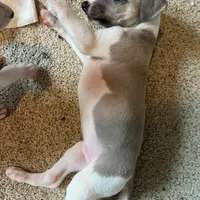 Aristotle "Aris", a male Whippet for sale in Copper Canyon, TX – Photo 5 of 10