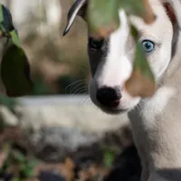 Aristotle "Aris", a male Whippet for sale in Copper Canyon, TX – Photo 1 of 10