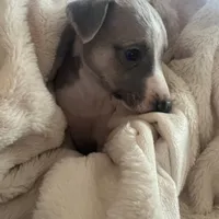 Aristotle "Aris", a male Whippet for sale in Copper Canyon, TX – Photo 6 of 10